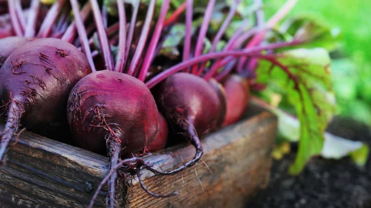 Red Beets, Dietary Nitrates, and Its Option for a Healthier Body