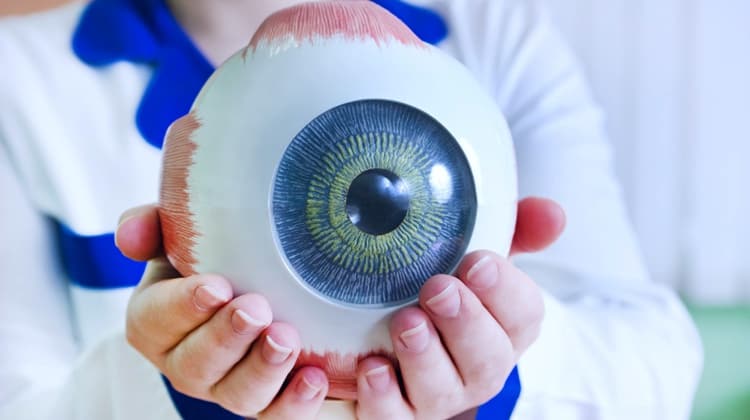 The Stem Cell Model of Macular Degeneration Is Finally Created