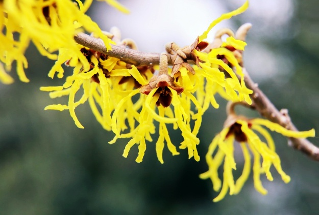Witch Hazel | Burning Eyes Home Remedy | Natural Remedies