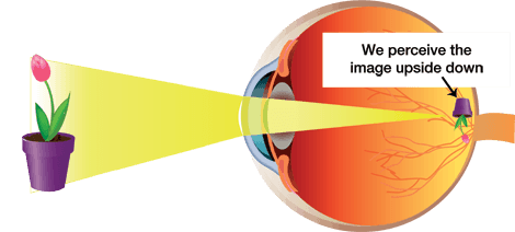 How mechanics of eye work